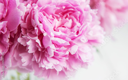 Fototapeta Naklejka Na Ścianę i Meble -  Beauty pink peony flowers