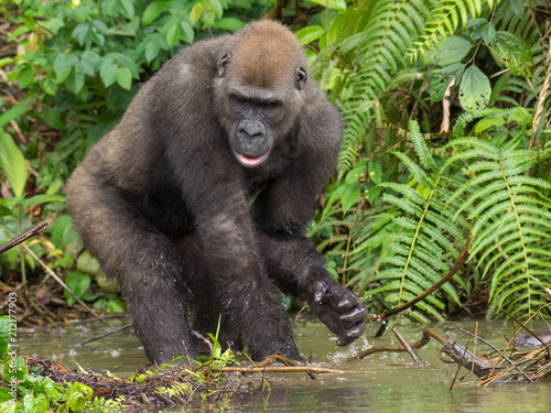 Fotografie, Obraz Gorilla in Gabon Endangered eastern gorilla in the beauty of african jungle (Gor