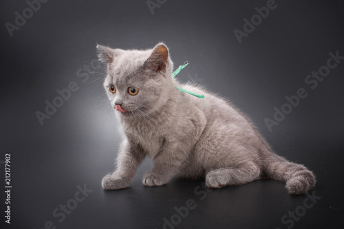 kittens of British breed on a black background in studio. © makam1969