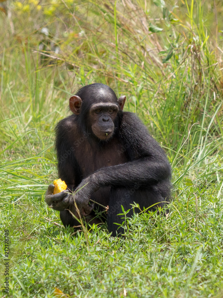 Chimpanzee consists of two extant species: the common chimpanzee and the bonobo. Together with humans, gorillas and orangutans they are part of the family Hominidae (the great apes). (Pan troglodytes)
