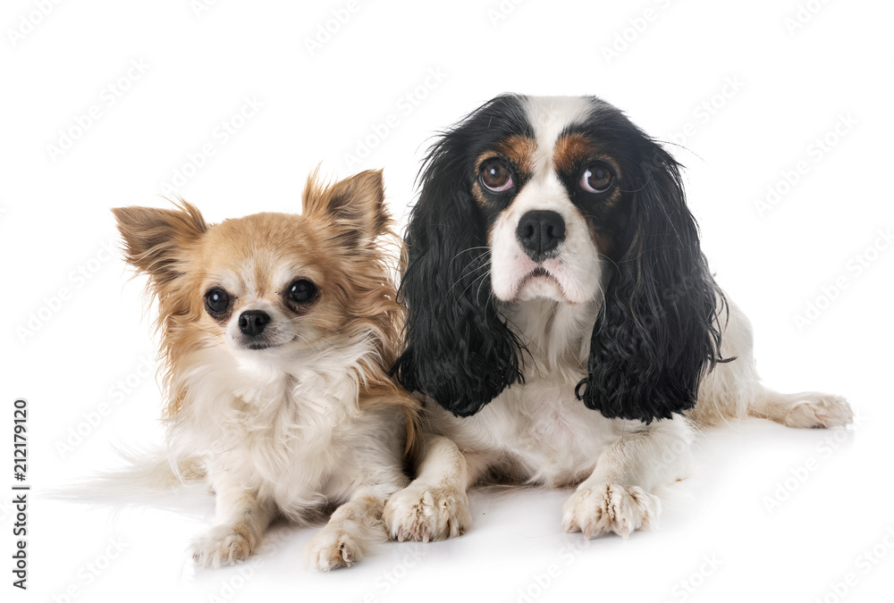 cavalier king charles and chihuahua cavalier king charles and chihuahua