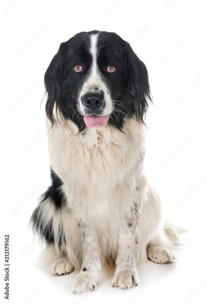 landseer in studio