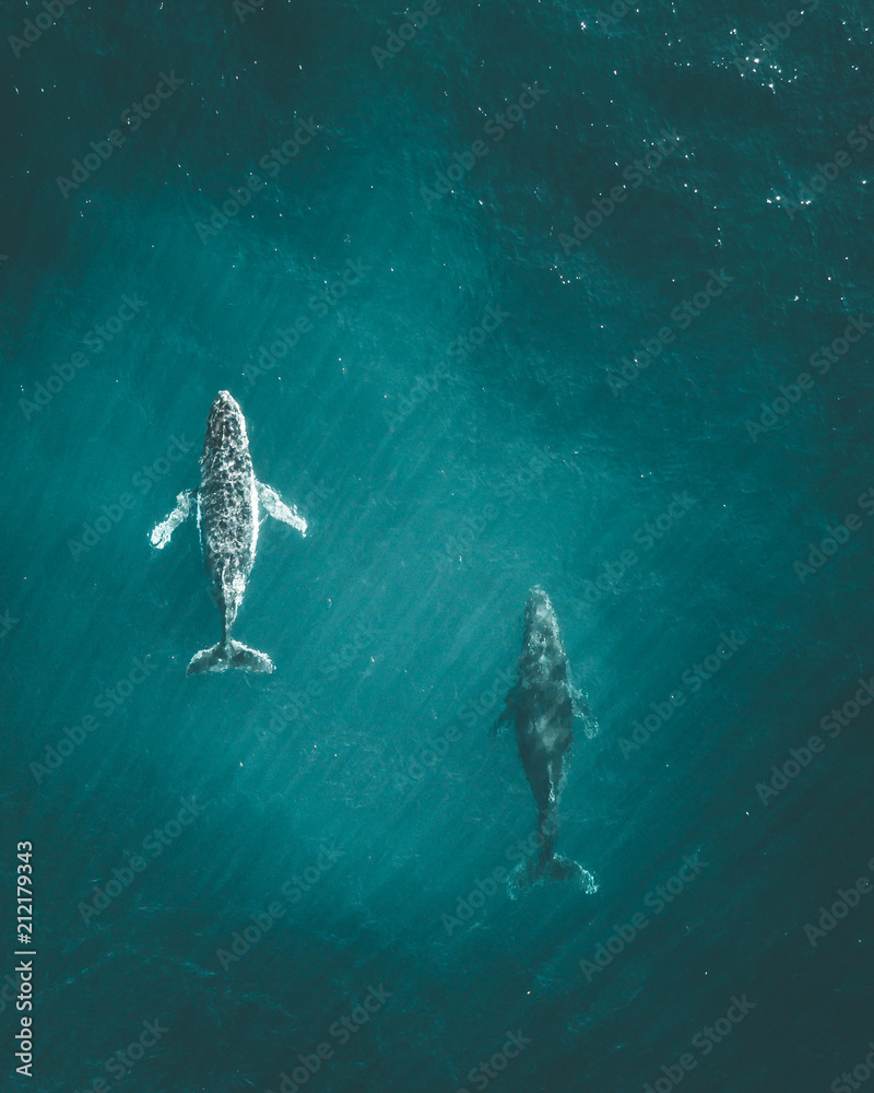 Obraz premium migrating humpback whales