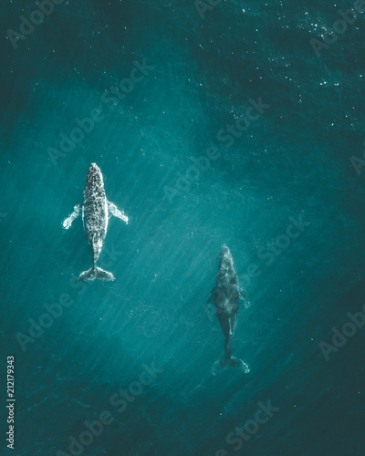 Photo migrating humpback whales