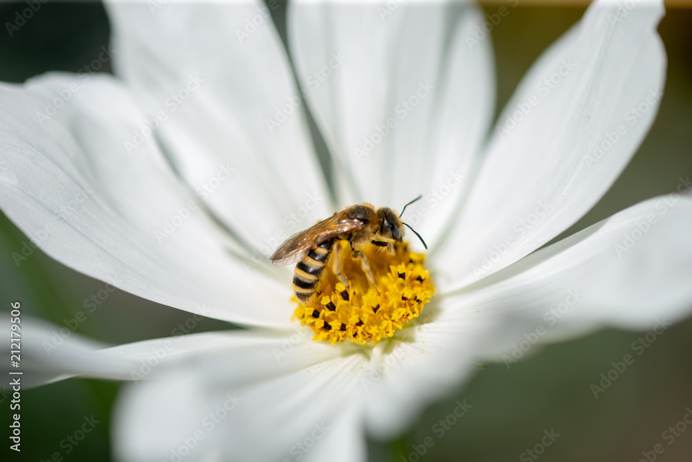 Gros plan de cette charmante abeille qui butine le nectar et pollenise la fleur Cosmos. Gros plan de cette charmante abeille qui butine le nectar et pollenise la fleur Cosmos.