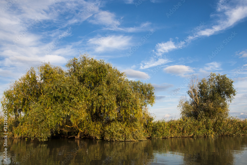 Reeds and trees growing in the Danube Delta
