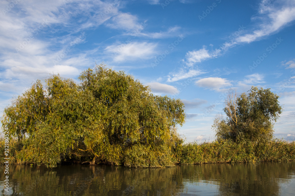Reeds and trees growing in the Danube Delta Reeds and trees growing in the Danube Delta
