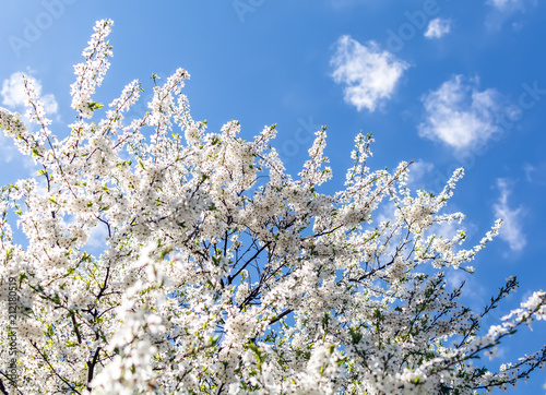 White Cherry Plum flowers or Prunus xerasifera flowers  cherry tree blossom. Cherry tree branches covered with white flowers against the blue spring sky.