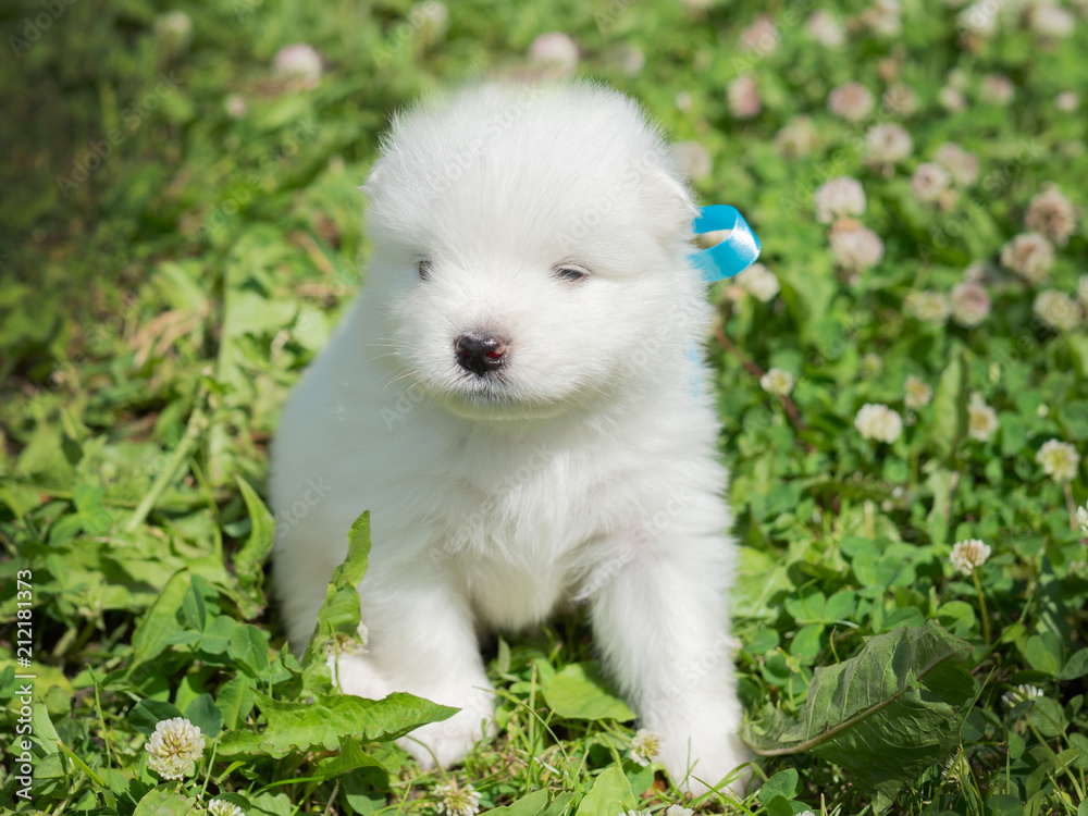 white puppies walk on a summer day white puppies walk on a summer day
