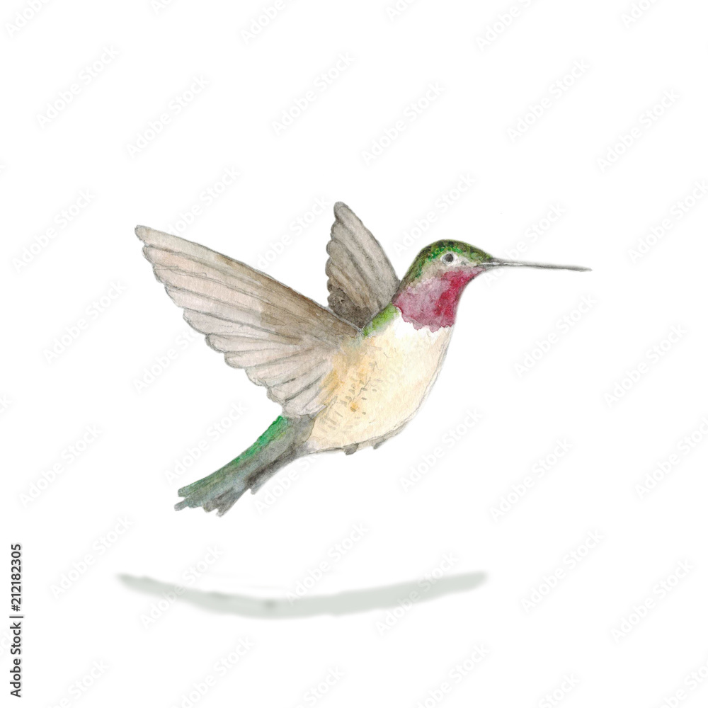 Obraz premium Watercolor. Bird of caliber hovering in the air