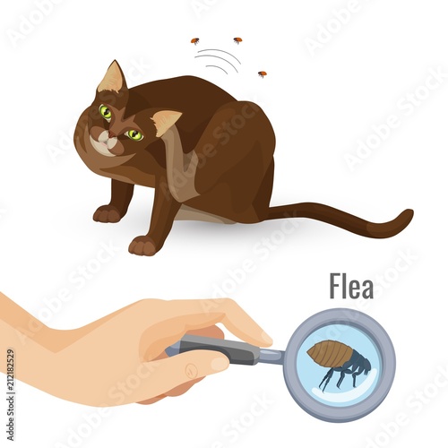 Flea from cat fur harmful bio organism vector illustration