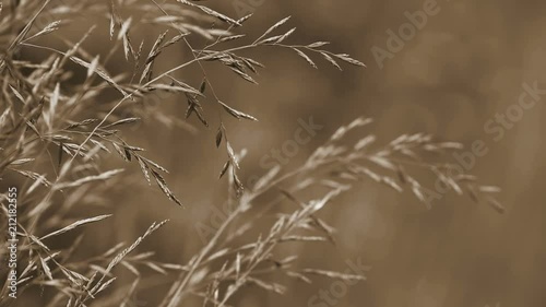 video with wild brown toned cereals at wind
