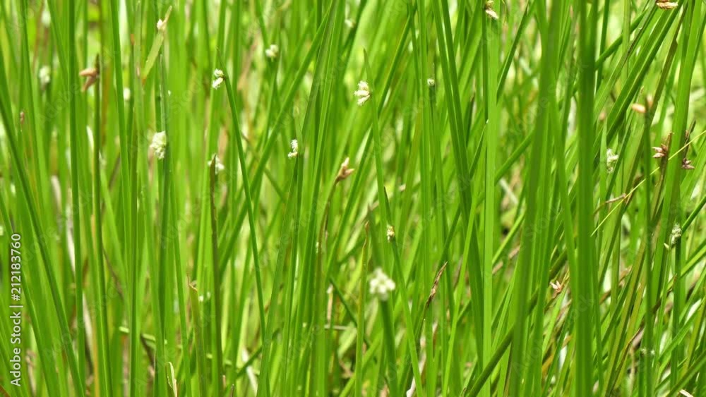 Nature green leaf Schoenoplectus mucronatus, Scripus triangulatus Roxb. Nature green leaf Schoenoplectus mucronatus, Scripus triangulatus Roxb.