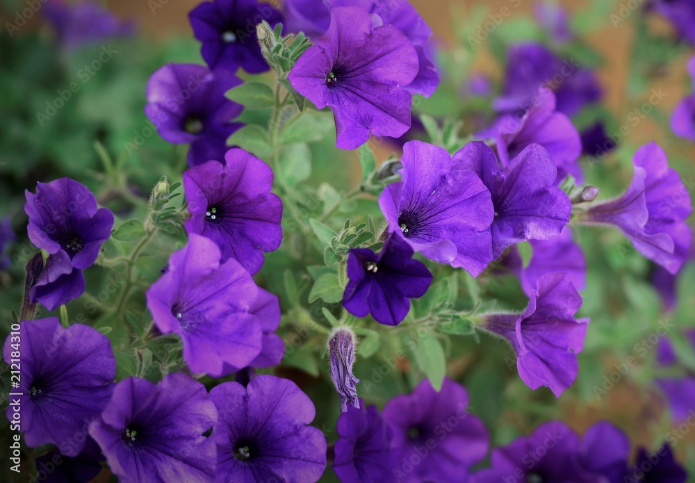 Fototapeta premium fleurs