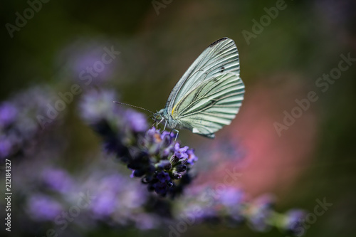 Lemon butterflies on lavender © Dagmar Breu