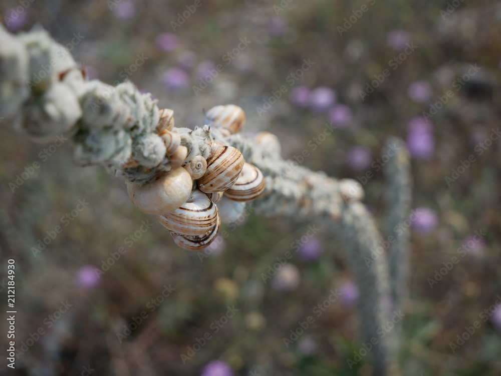 A colony of Land Snails seeking protection on the stem of a mullein (Verbascum) A colony of Land Snails seeking protection on the stem of a mullein (Verbascum)