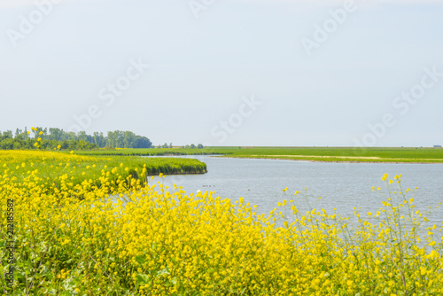 Wildflowers along the shore of a lake in sunlight in summer