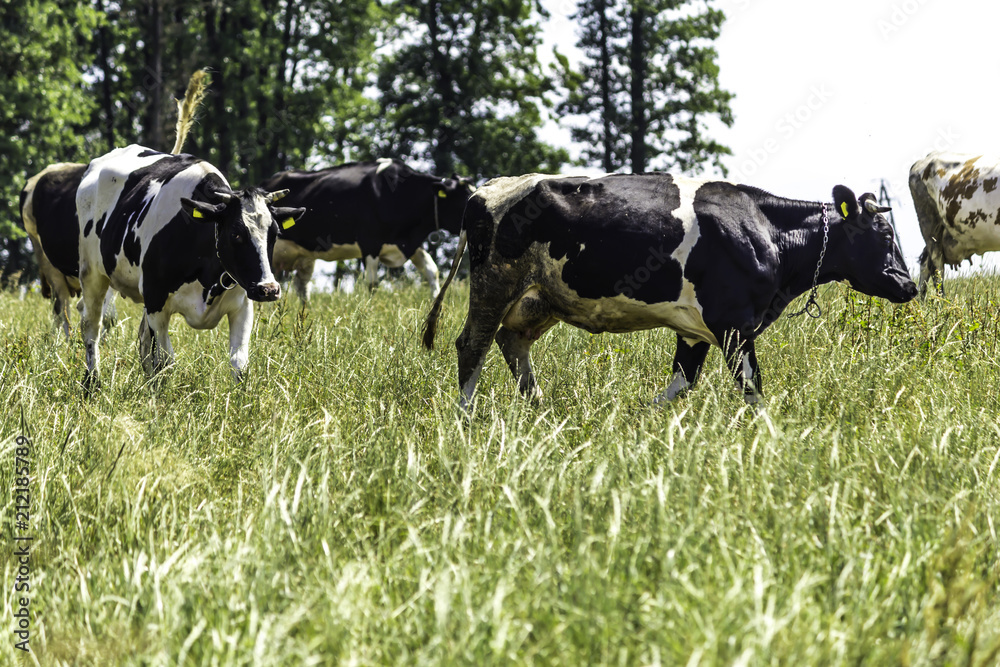 Motley cows that graze in the meadow with green grass. Mid summer . Milk farm . Podlasie, Poland. Motley cows that graze in the meadow with green grass. Mid summer . Milk farm . Podlasie, Poland.