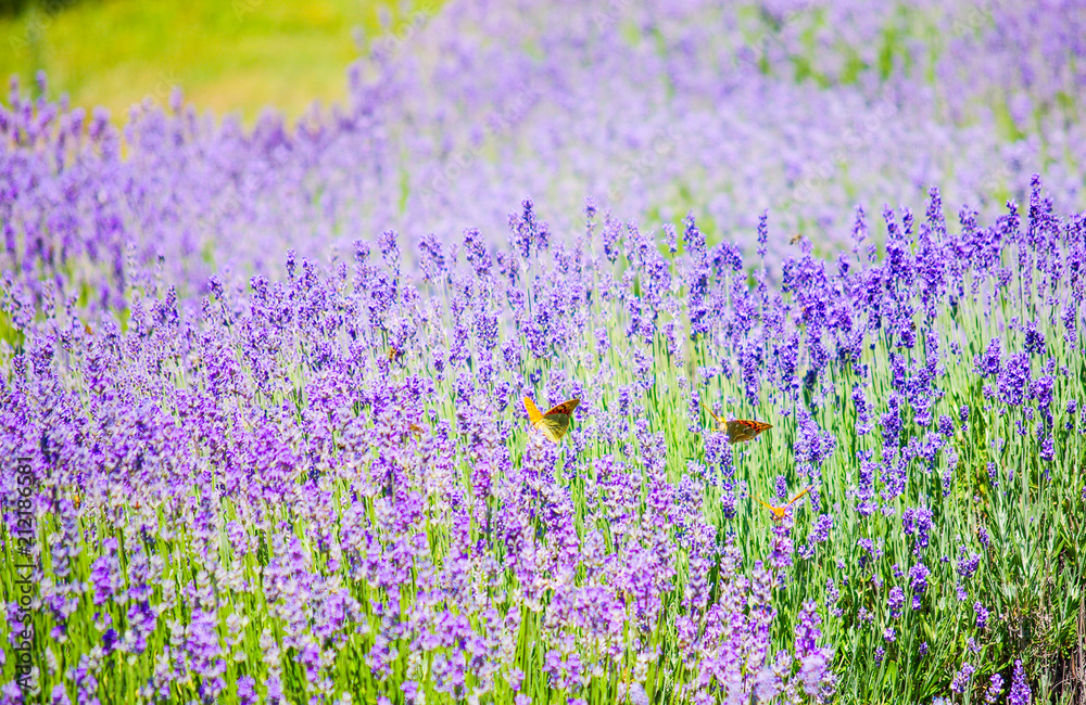 Flowering lavender in Crimea