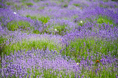 Flowering lavender in Crimea