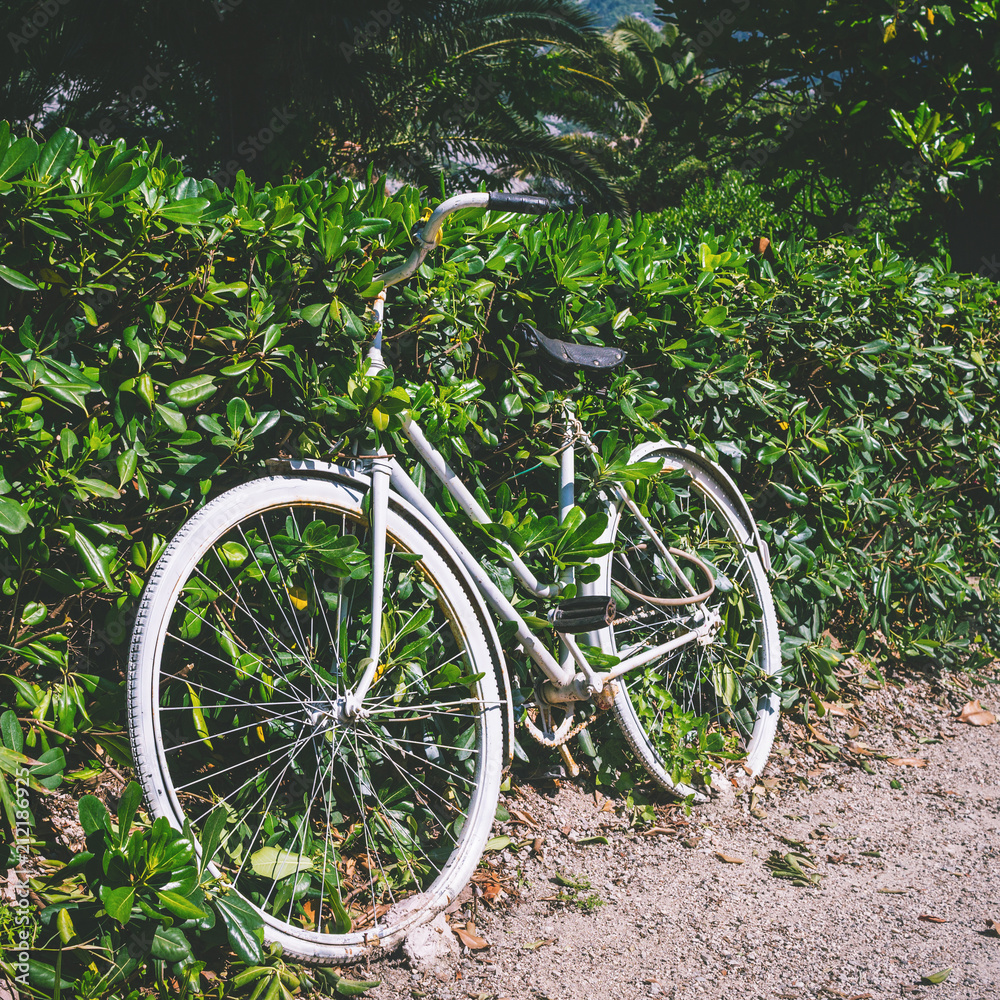 White vintage road bike placed in a bushes