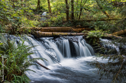 waterfall and fallen logs with fern in western washington state