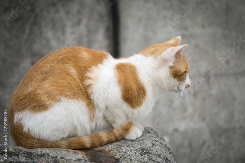 香箱座り 猫 photo