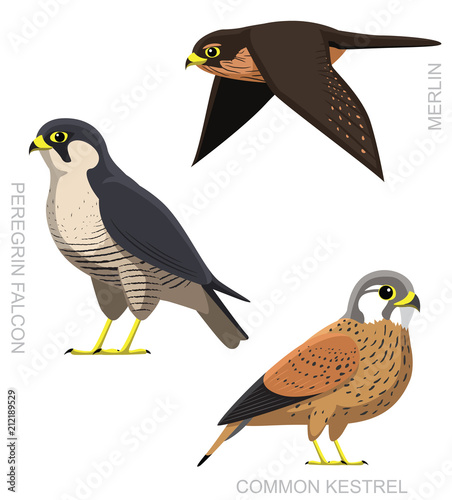 Bird Falcon Set Cartoon Vector Illustration