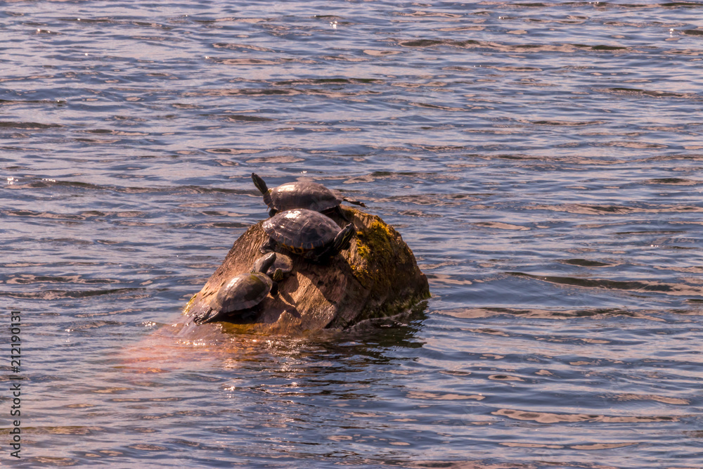 Turtle on Log in waters of lake washington Turtle on Log in waters of lake washington