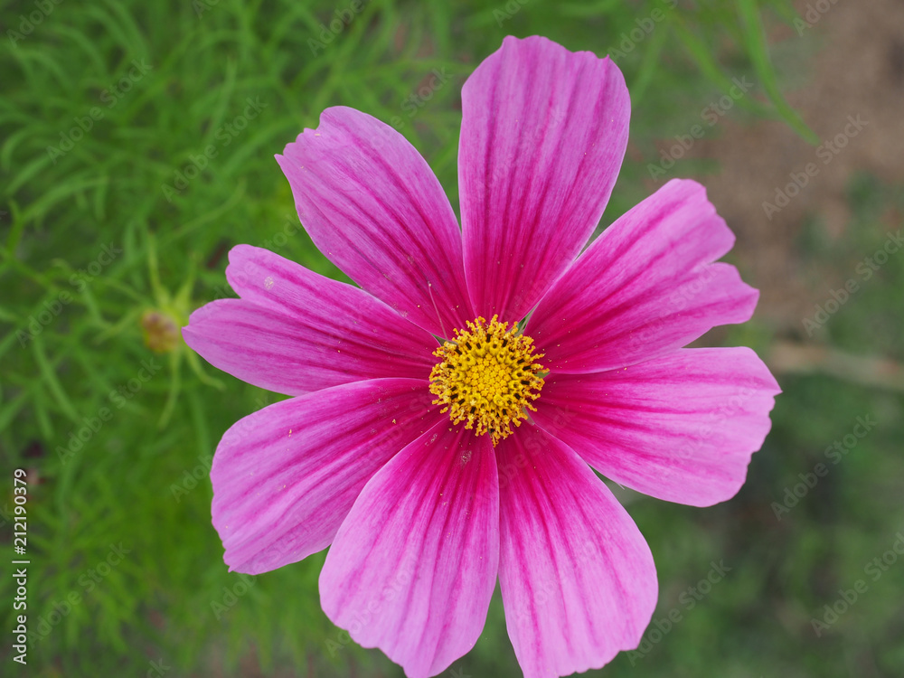 pink flower and yellow pollen in garden with workpath pink flower and yellow pollen in garden with workpath