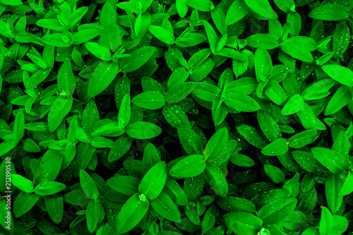 Green leaves with raindrops. Background. 