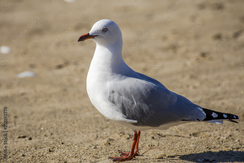 Seagull walking on beach Seagull walking on beach