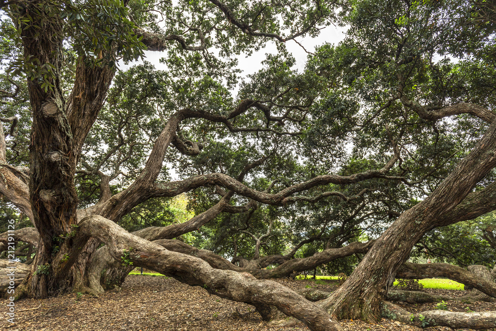 Pohutukawa tree in Dove-Myer Robinson Park, Auckland, New Zealand