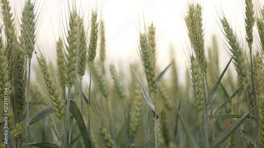 Slow motion of common wheat Triticum aestivum plant ears Slow motion of common wheat Triticum aestivum plant ears