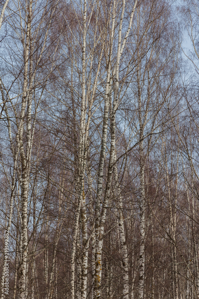 Birch Grove in the early spring