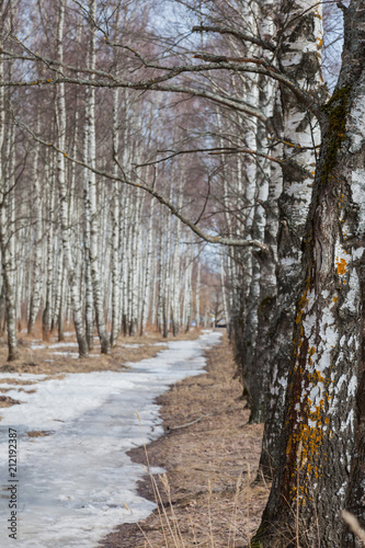 Birch Grove in the early spring © Amikphoto