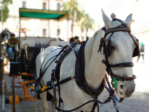 andalusian white horse in seville pulling a beautiful carriage for a walk. © jramosmi