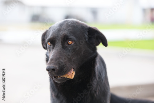 Wallpaper Mural Black dog with food in his teeth Torontodigital.ca
