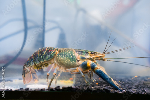 Crayfish lobster has eggs at abdomen, Cherax quadricarinatus