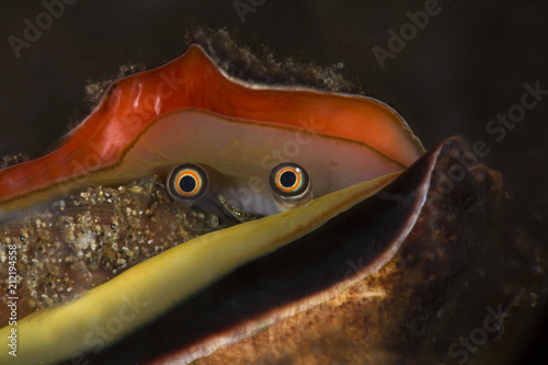 Strawberry conch (Conomurex luhuanus). Picture was taken in Anilao, Philippines
