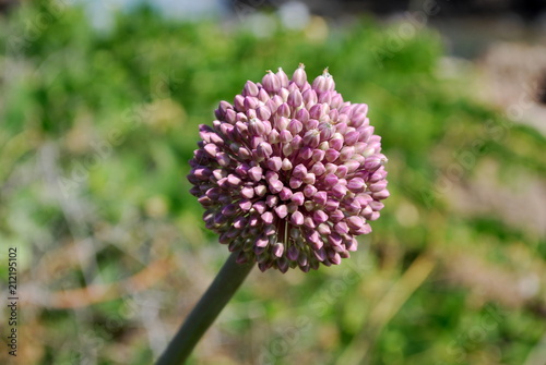 Fiore di cipolla