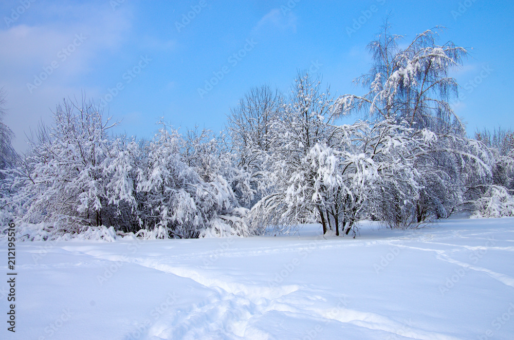 Winter landscape