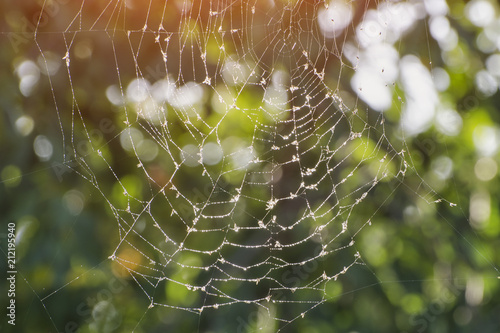 Wet web under the sun. Greens on background