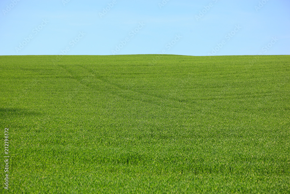 Obraz premium Getreidefeld im Frühling, grün