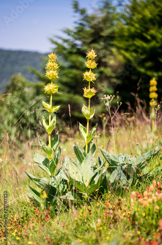 Mountain flower Gentian (Gentiana lutea) 