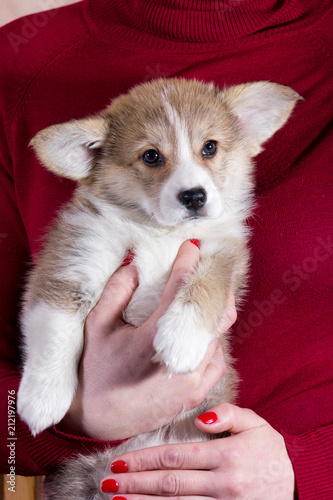 Welsh corgi puppy