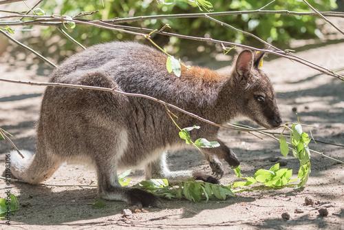  Kangaroo eating grass, portrait 
