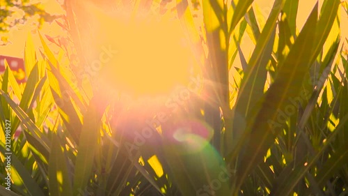 Panning slow motion orizzontale fogliame con luce alba filtrante tra le foglie. Flare lente