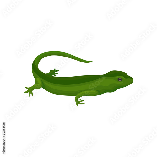 Gecko amphibian creature vector Illustration on a white background