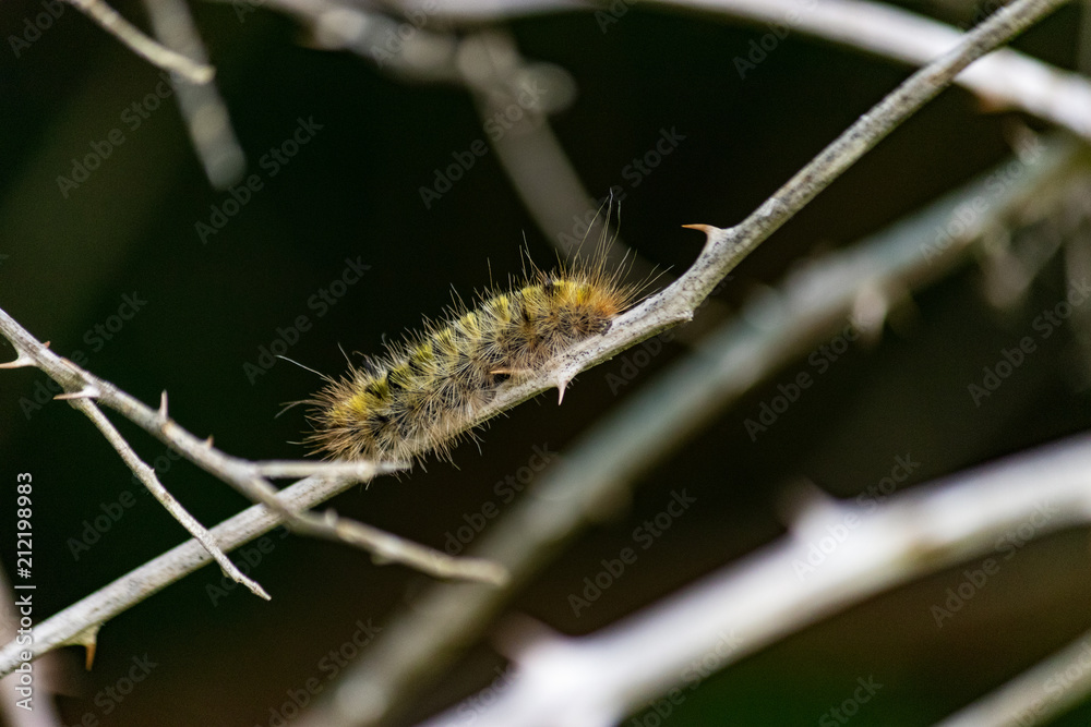 Fototapeta premium yellow and black caterpillar on vine